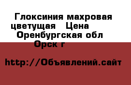 Глоксиния махровая цветущая › Цена ­ 200 - Оренбургская обл., Орск г.  »    